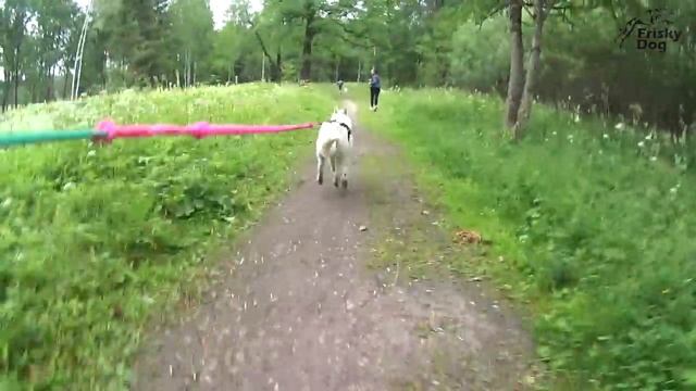 Каникросс для всех пород собак. Проект 