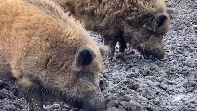 Night Pearl Scops 35 Pro 2 Januar смотреть онлайн