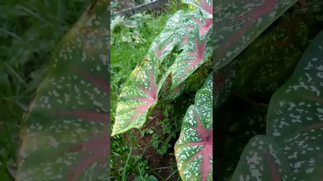 Keladi Red Star ( Caladium Bicolor )