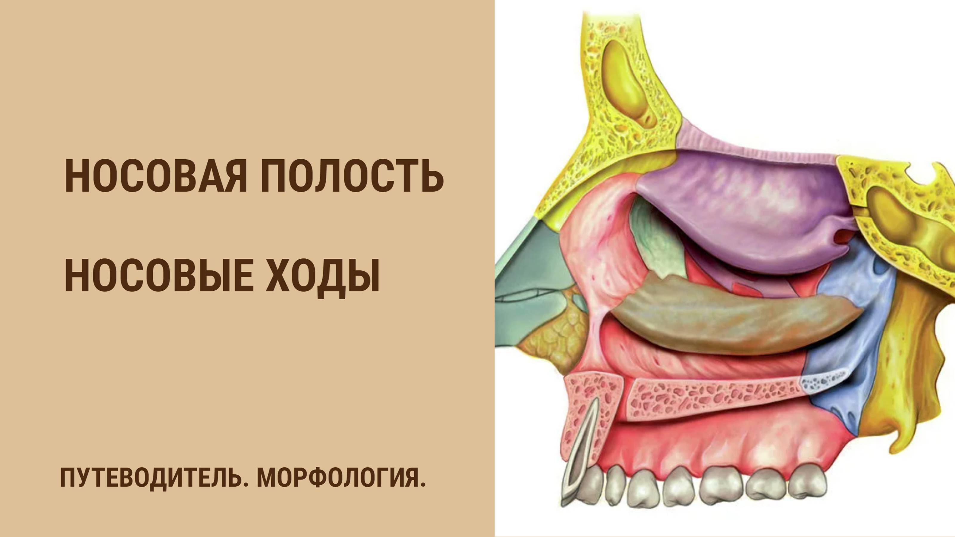 Носовая полость. Носовые ходы. смотреть онлайн