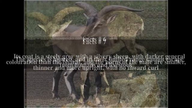 Dwarf blue sheep Top # 12 Facts смотреть онлайн