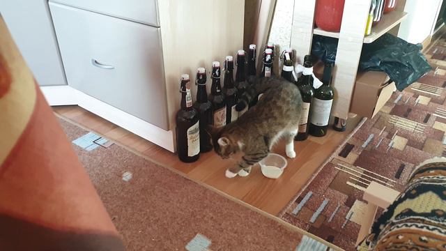 А вдруг хозяева моё молочко выпьют 🤣🤣🤣🤣🤣 смотреть онлайн