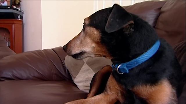 The Four-Legged Baby: Buster | Full Episode | It's Me or the Dog смотреть онлайн