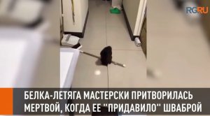 Белка-летяга притворилась мертвой, когда ее «придавило» шваброй