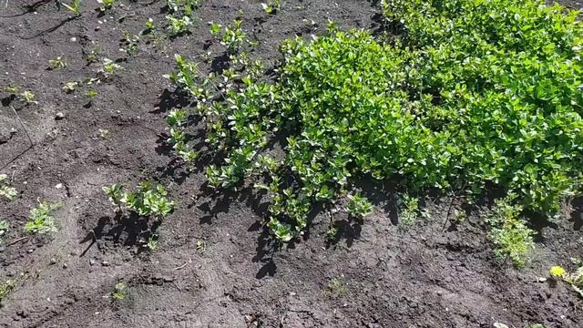 Обзор огорода,сада?Покупки?️Сходили в школу ?