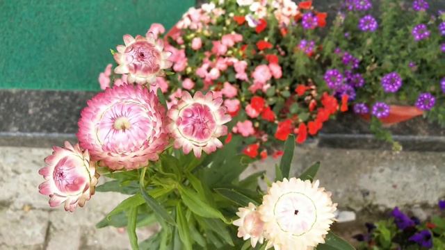 Helichrysum/Straw flower/Everlasting flower смотреть онлайн