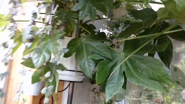 Комнатные Растения На Балконе в Середине Лета. Джунгли. Все Разрослось. 19 Июля. смотреть онлайн