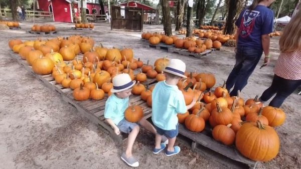 Pumpkin Patch at Santa’s farm | Places to visit in Florida #pumpkinpatch