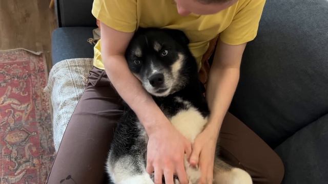 Pretending To Pet My Dogs And Cats | Husky is Outraged смотреть онлайн
