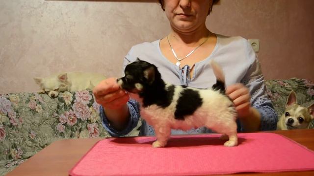 SHAN SAIN ZEI NATO PER VINSRE 2 мес стойка смотреть онлайн