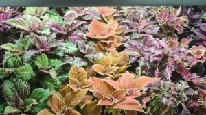 Как избавиться от мучнистого червеца. На колеусах появился мучнистый червец. Что делать.