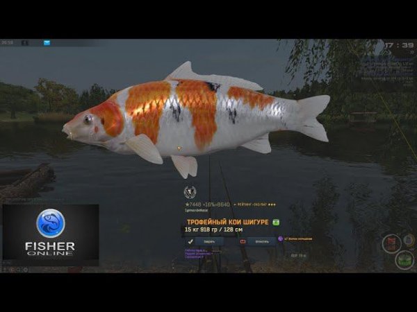 Fisher Online / трофейный кои шигуре, Чехия: пруд Рыбавицы