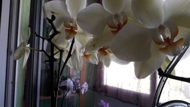 Что стало с орхидеями после душа смотреть онлайн