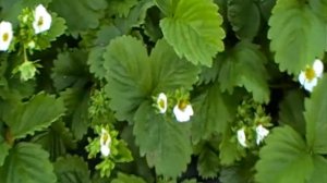 Гигантелла — отличный сорт клубники. Описание сорта клубники Гигантелла.