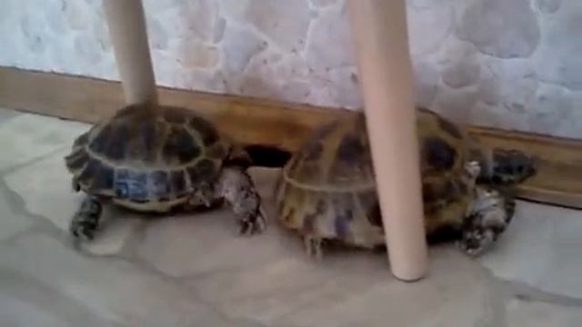 Tortoise in Love смотреть онлайн