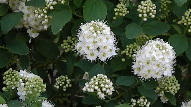 Spiraea Nipponica Snowmound