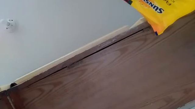 Ангелина записывает себя, играя на синтезаторе. Angelina is recording herself playing on keyboard смотреть онлайн