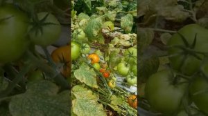 Паутинный клещ.  вредители на томате.
