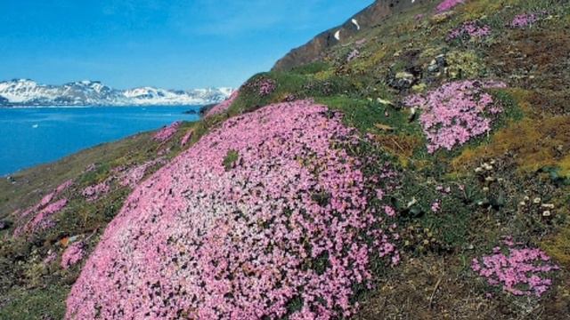 Пуночка.Полярные истории.Поют дети. #пуночка смотреть онлайн