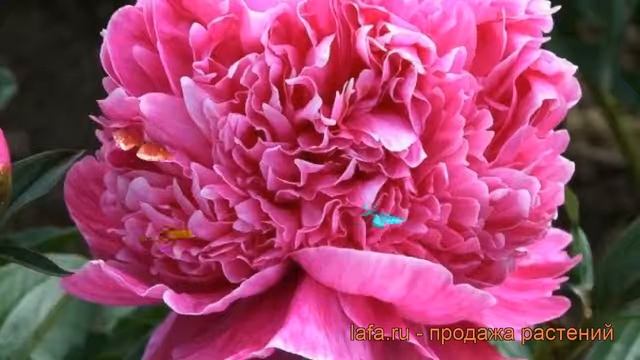 Пион травянистый Барбара (paeonia barbara) ? пион Барбара обзор: как сажать рассада пиона Барбара смотреть онлайн