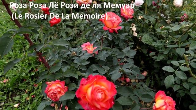 Розы флорибунда в нашем саду ??Сезон 2022. Новинки, ADR и просто красивые сорта смотреть онлайн