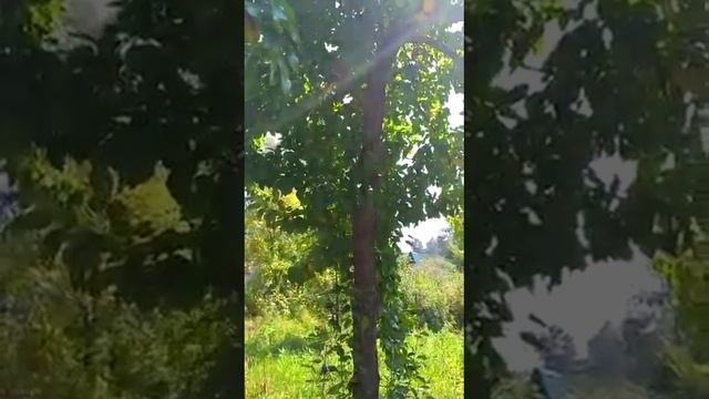Белка на дачах в Северном Казахстане - Петропавловск смотреть онлайн