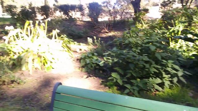 Сад фуксий. Fuchsia garden. смотреть онлайн