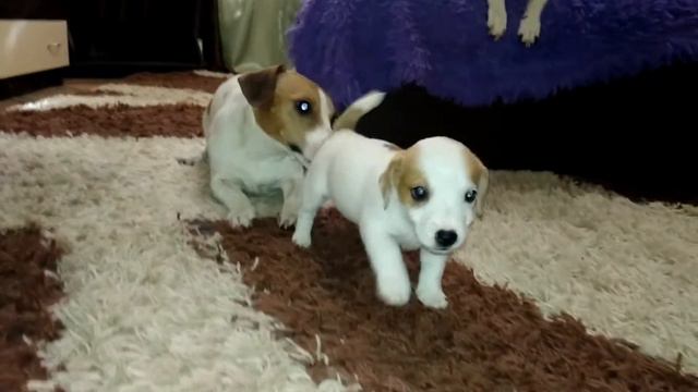 Малышь Джек рассел(мальчик) смотреть онлайн