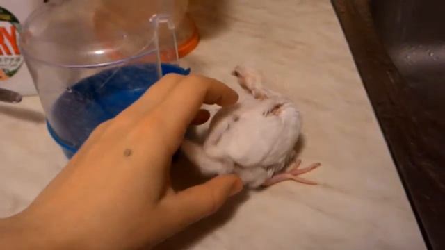 Ringneck doves, смеющиеся горлицы смотреть онлайн