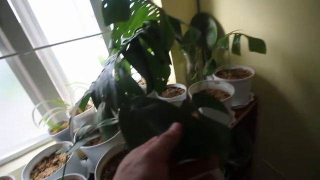 Rhaphidophora Tetrasperma | “Mini Monstera”