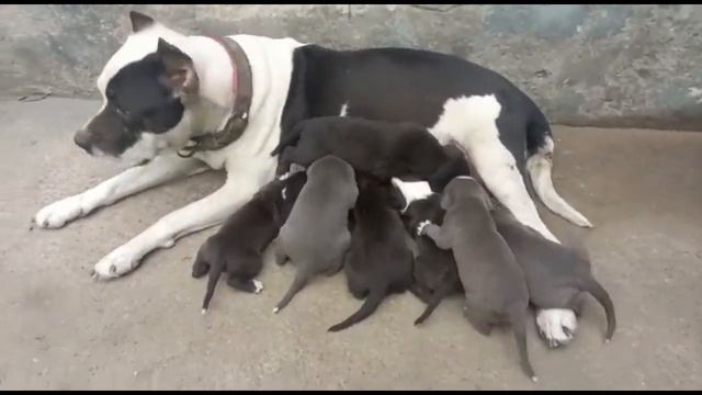 pitbull puppies for sale in low price смотреть онлайн