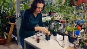 Как Прививать Адениум...