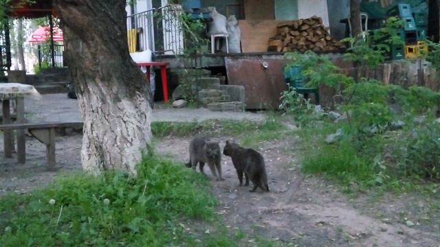 Разборка кота и кошки смотреть онлайн