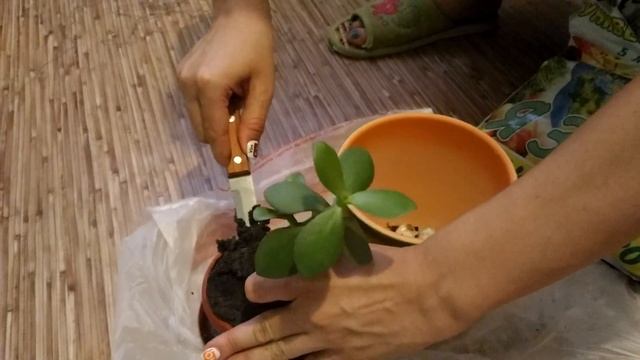 Сажаем денежное дерево по всем правилам! смотреть онлайн