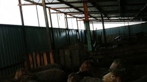 Обзор Овчарни|Овчарня для овец|Овцеводство