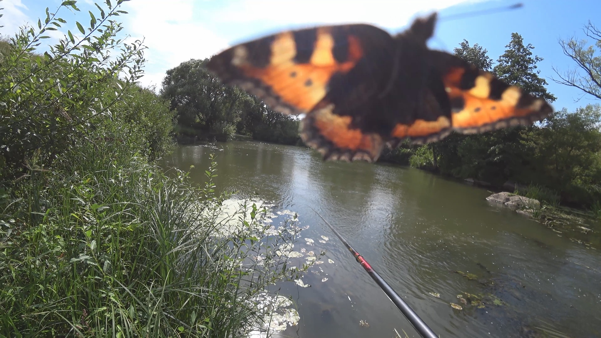 Ловля плотвы на траву (НИТЧАТКА) и личинку майского. Первый опыт ловли рыбы на нитчатые водоросли