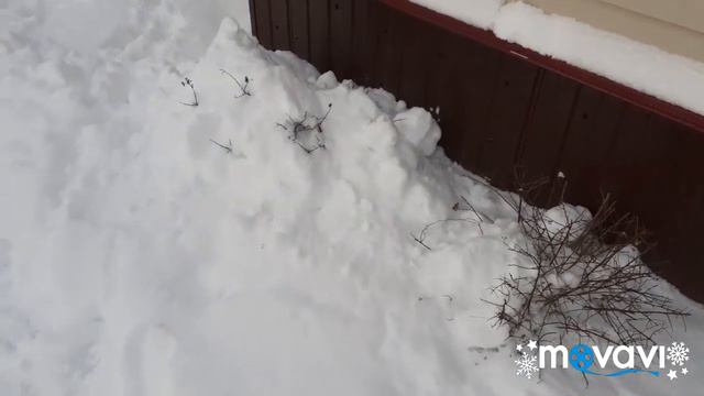 Вода есть. Пес-полотер. смотреть онлайн