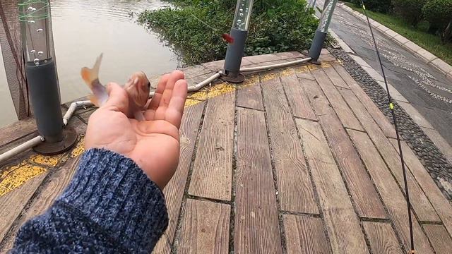 Новый город !новые трофеи! (Китай)Рыбалка на КОмора 🦟 смотреть онлайн