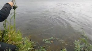 карпа на флэт - соска,,, рыбалка на фидер!!!