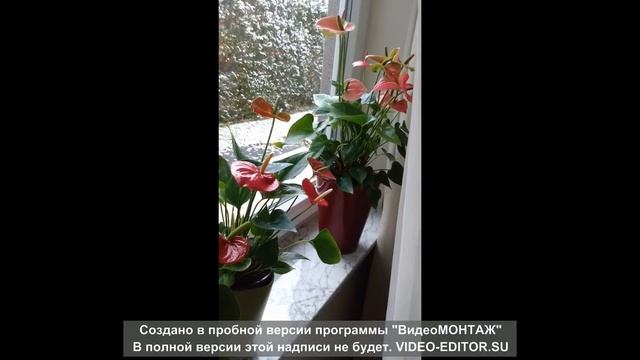 Антуриум: главное, вовремя пересадить! смотреть онлайн