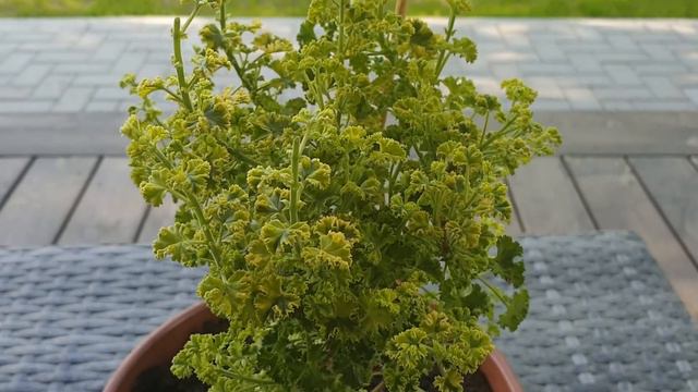 Cy's Sunburst смотреть онлайн