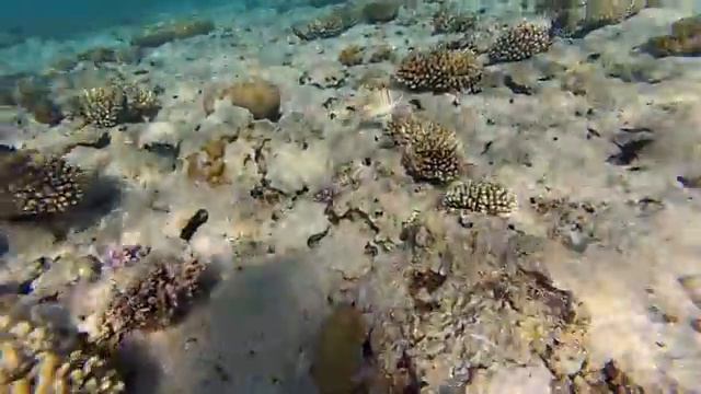 Аравийский хирург и другие рыбы Красного моря. Red sea. Egypt смотреть онлайн