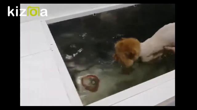 гидрореабилитация кота смотреть онлайн