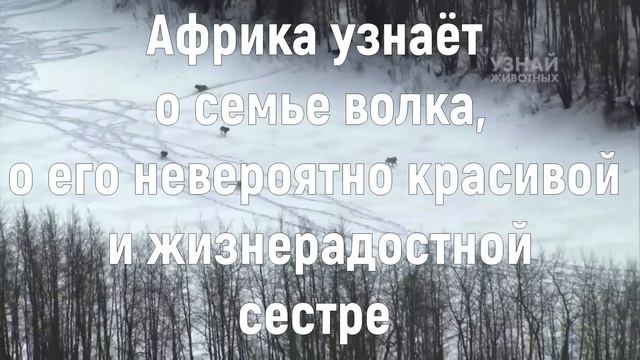 Буктрейлер по книге Д. Пеннак "Глаз волка" смотреть онлайн