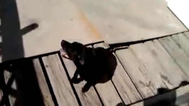 Tabby the Chihuahua is free to a good home. смотреть онлайн