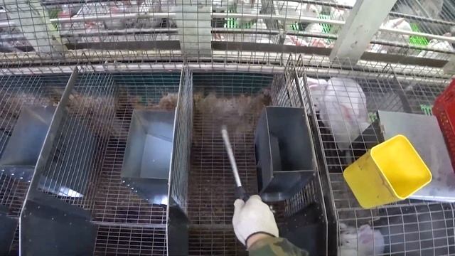 ПОДГОТОВКА МАТОЧНИКА, ГНЕЗДОВЬЯ. ПОДГОТАВЛИВАЕМ КЛЕТКУ К ОКРОЛУ! смотреть онлайн