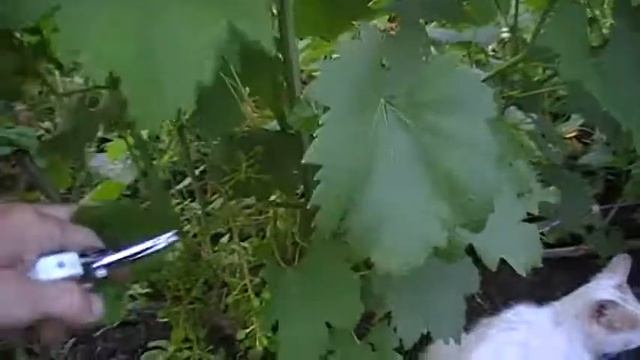 нормирование урожая винограда гроздями (сорт Страшенский) смотреть онлайн