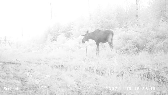 Лось 06 06 16 Висимский заповедник смотреть онлайн