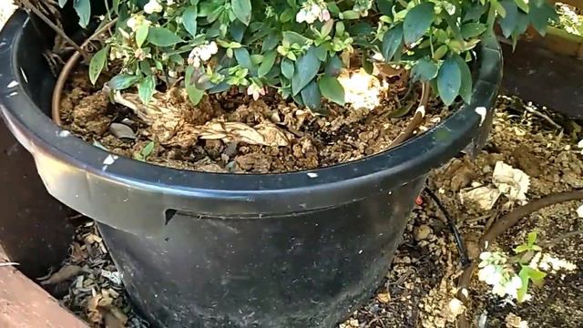 How I grow blueberries in pots and in the ground смотреть онлайн