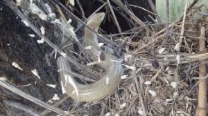 Желтопузик 'Глухарь' (Pseudopus apodus)